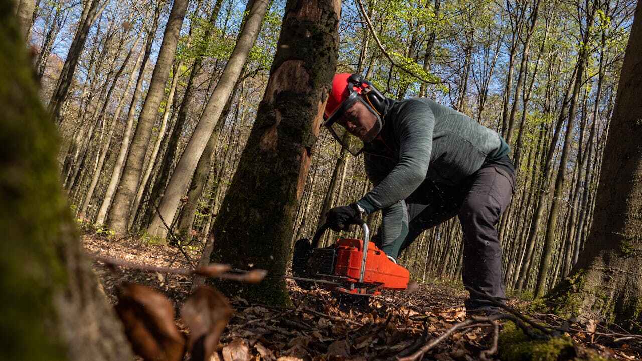 Safe Tree Removal Solutions